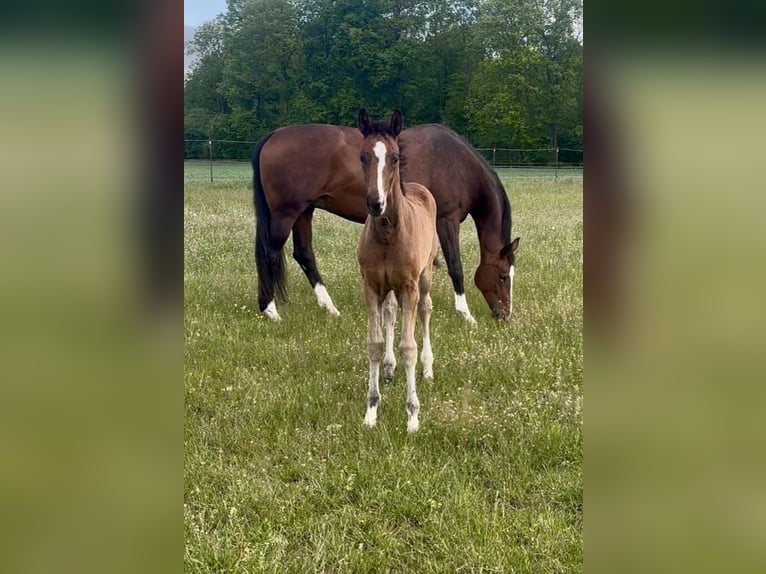German Sport Horse Stallion Foal (02/2026) 16.3 hh Bay-Dark in Weichering