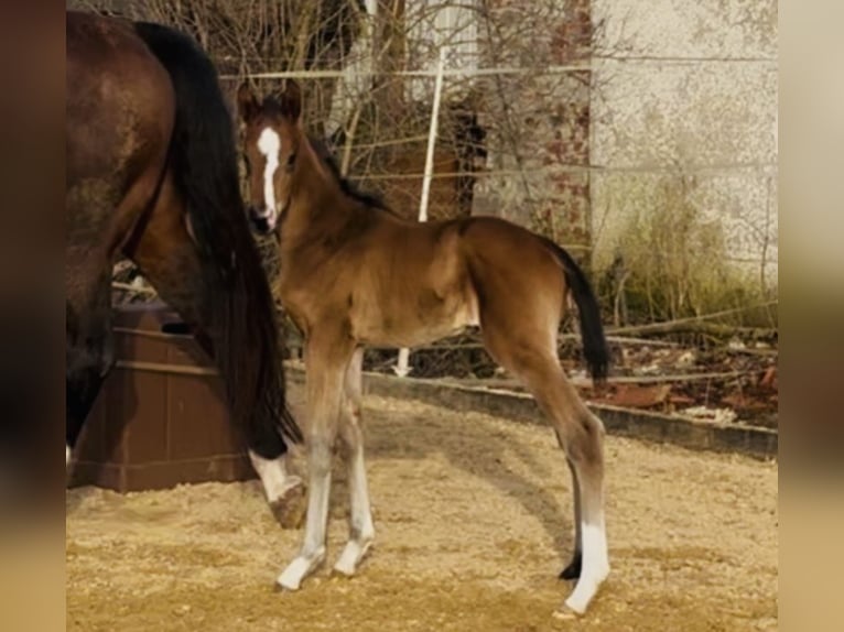 German Sport Horse Stallion Foal (02/2026) 16.3 hh Bay-Dark in Weichering