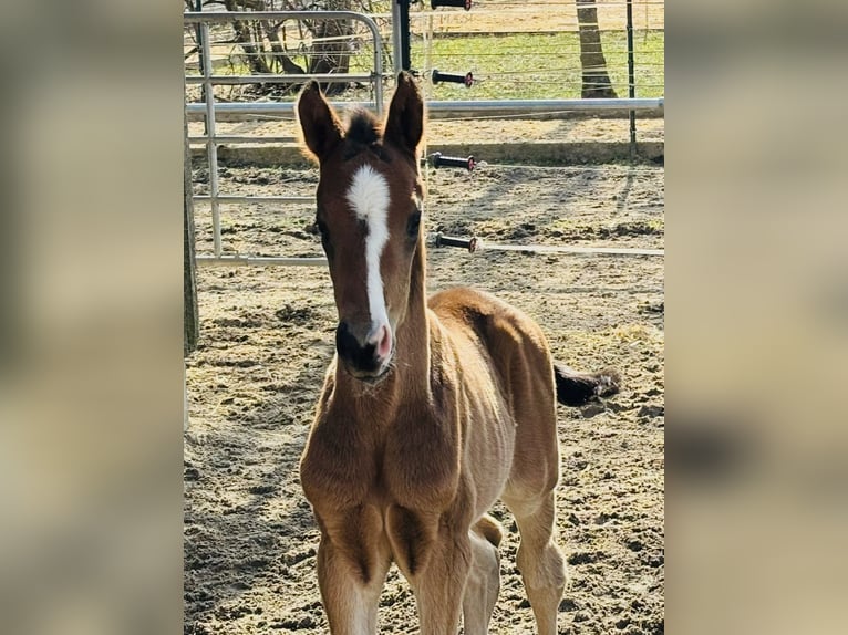 German Sport Horse Stallion Foal (02/2026) 16.3 hh Bay-Dark in Weichering