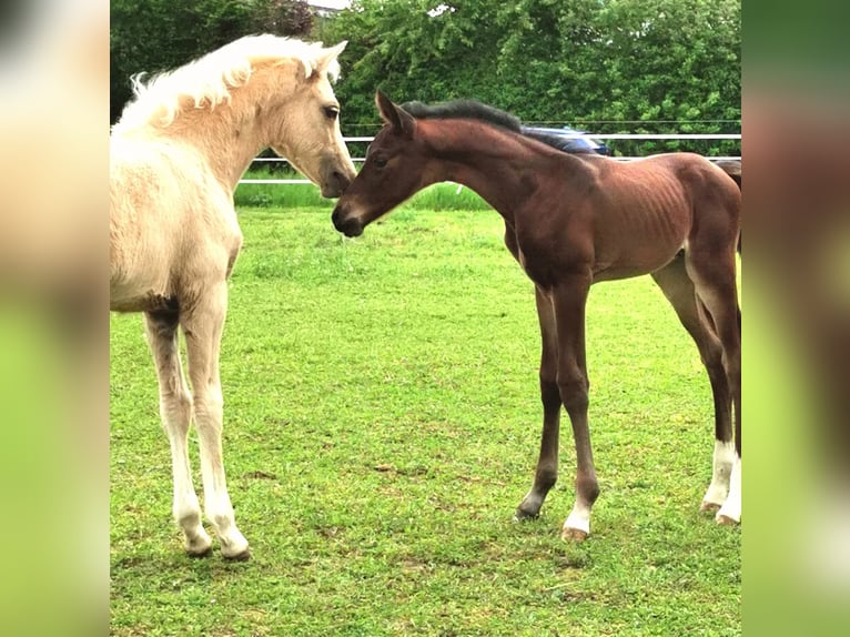 German Sport Horse Stallion  16,3 hh Brown in Eberdingen