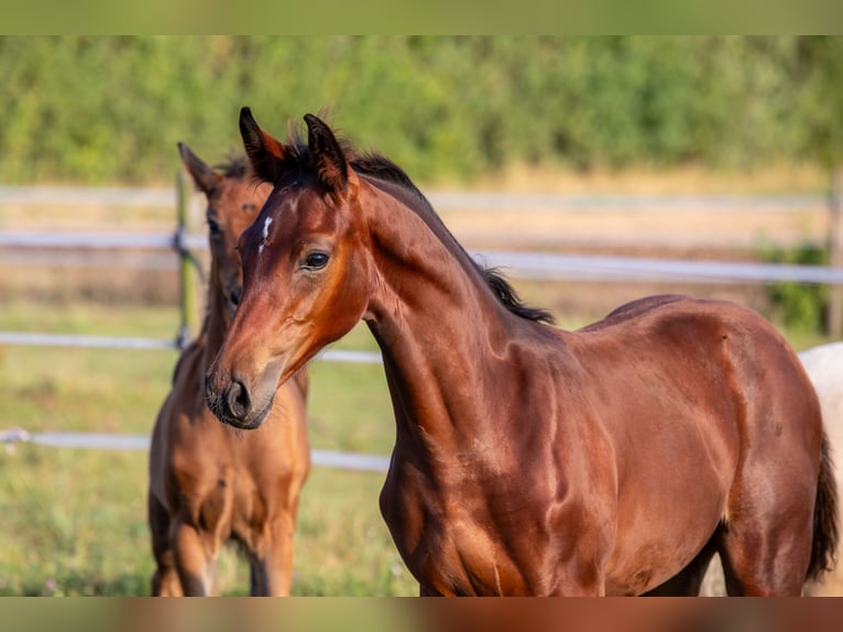 German Sport Horse Stallion  16,3 hh Brown in Eberdingen