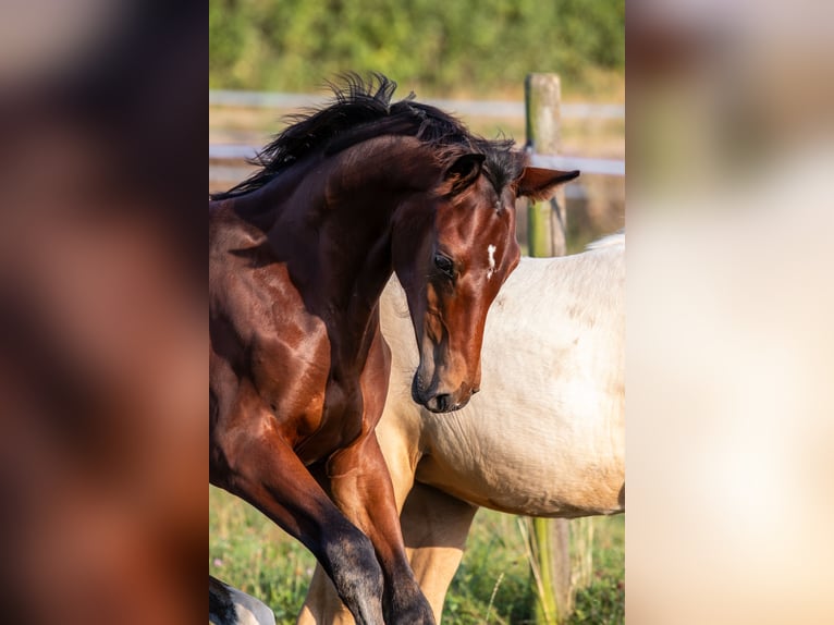 German Sport Horse Stallion  16,3 hh Brown in Eberdingen