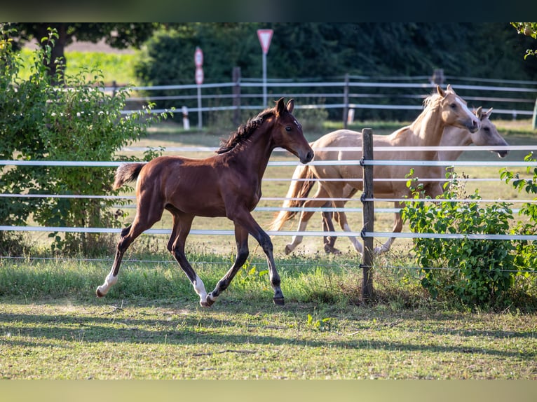 German Sport Horse Stallion  16,3 hh Brown in Eberdingen