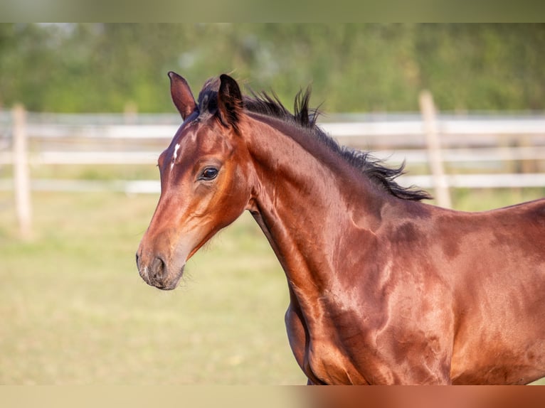 German Sport Horse Stallion  16,3 hh Brown in Eberdingen