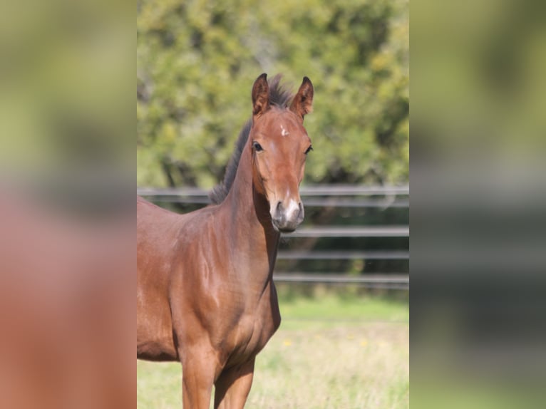 German Sport Horse Stallion Foal (05/2026) 16.3 hh Brown in Geroldsgrün