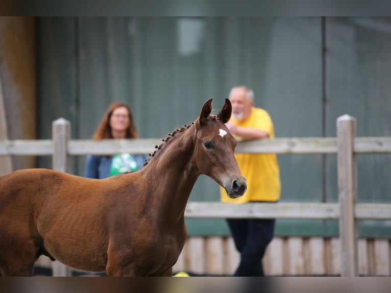 German Sport Horse Stallion Foal (04/2024) 16,3 hh Chestnut in Bad Tabarz