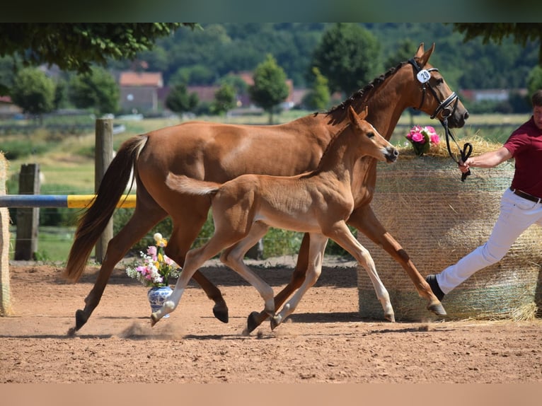 German Sport Horse Stallion Foal (05/2026) 16.3 hh Chestnut-Red in Rhinow