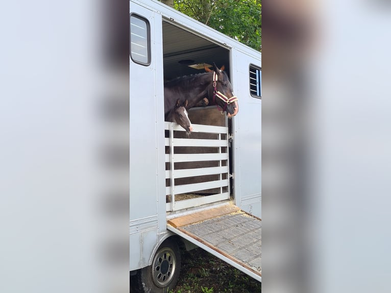German Sport Horse Stallion Foal (06/2023) 16,3 hh Smoky-Black in Jessen (Elster)