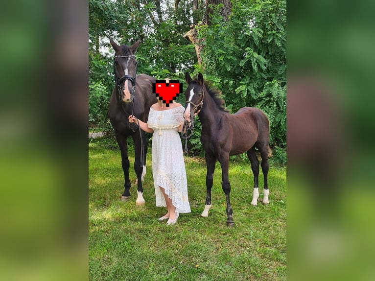 German Sport Horse Stallion Foal (06/2023) 16,3 hh Smoky-Black in Jessen (Elster)