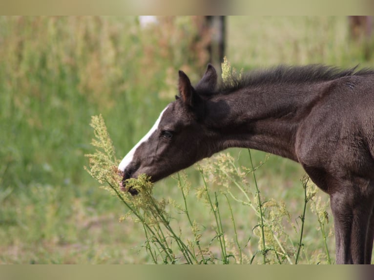 German Sport Horse Stallion Foal (06/2023) 16,3 hh Smoky-Black in Jessen (Elster)