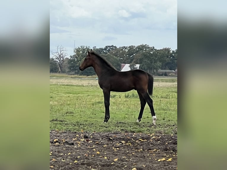 German Sport Horse Stallion  16 hh Bay-Dark in Wittenberge