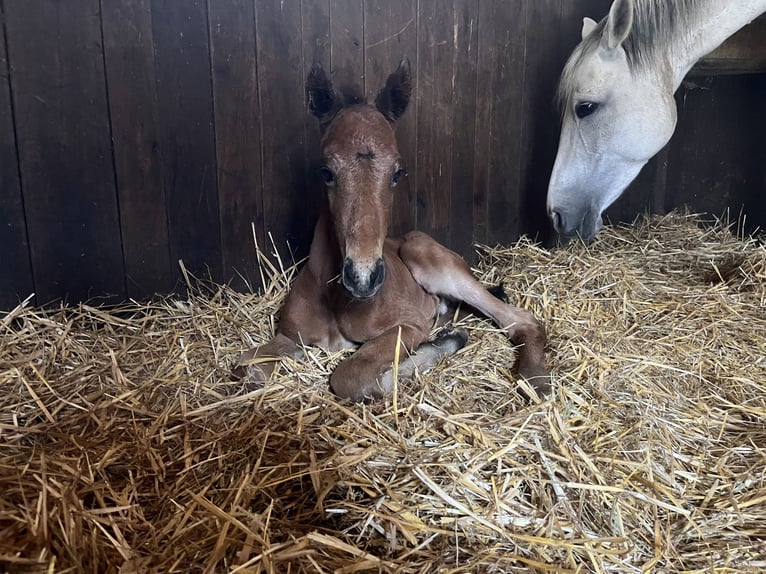 German Sport Horse Stallion Foal (04/2026) 16 hh Bay-Dark in Geroldsgrün
