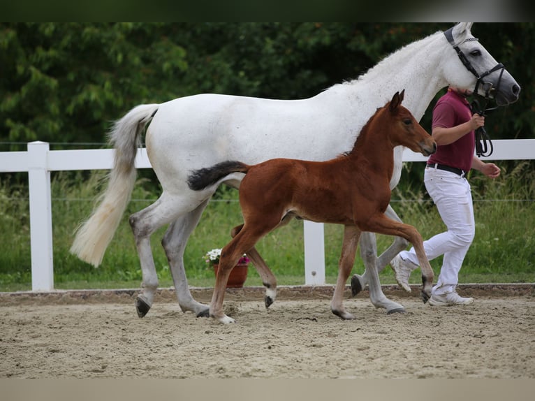 German Sport Horse Stallion Foal (04/2026) 16 hh Bay-Dark in Geroldsgrün