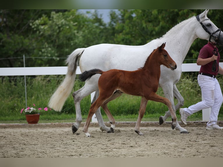 German Sport Horse Stallion Foal (04/2026) 16 hh Bay-Dark in Geroldsgrün