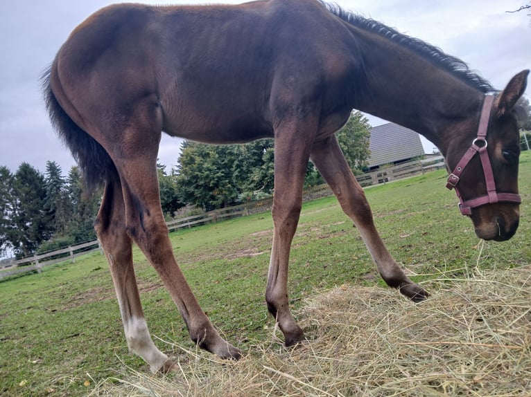 German Sport Horse Stallion Foal (07/2026) 16 hh Brown in Kröpelin
