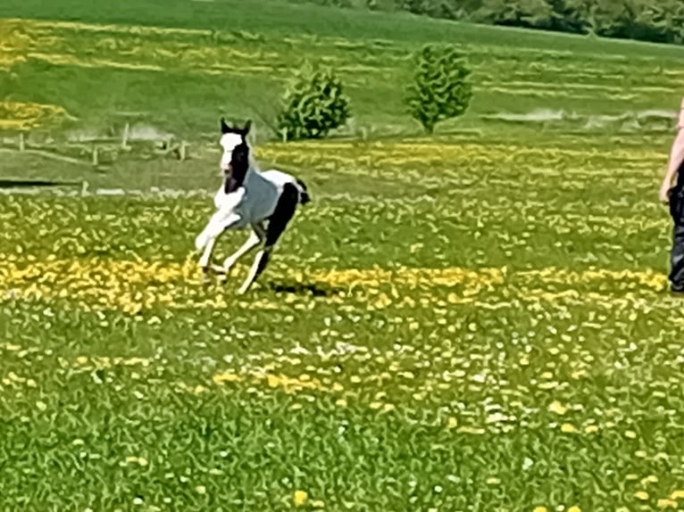 German Sport Horse Mix Stallion  16 hh Pinto in Warstein