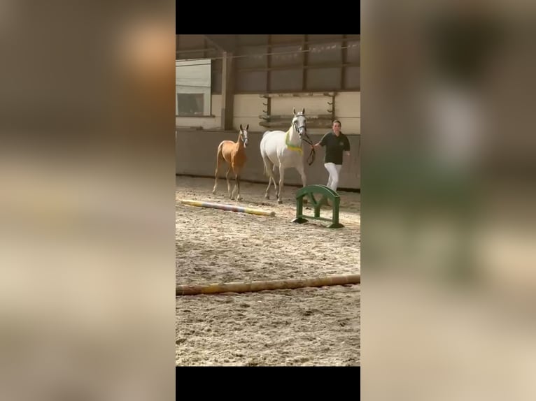German Sport Horse Stallion Foal (05/2025) 16 hh in Otterberg