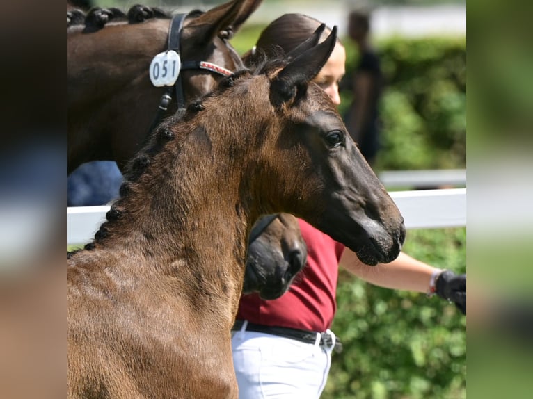 German Sport Horse Stallion Foal (05/2025) 16,1 hh Bay-Dark in Gadow