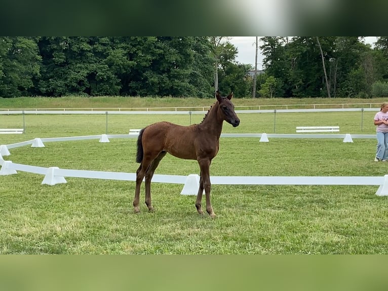 German Sport Horse Stallion  16,1 hh Bay-Dark in Gadow