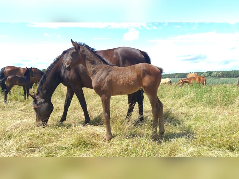 German Sport Horse Stallion  16,1 hh Bay-Dark in Gadow