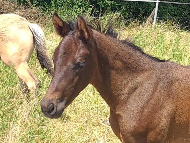 German Sport Horse Stallion  16,1 hh Bay-Dark in Gadow