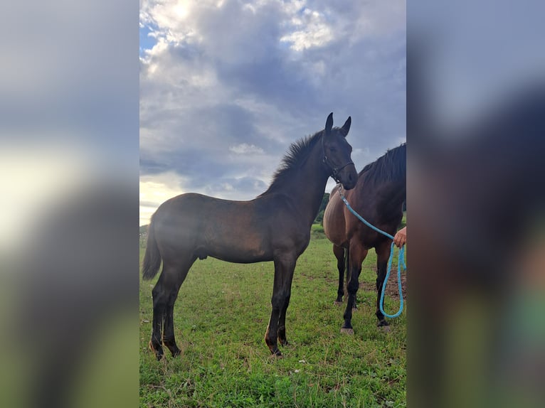 German Sport Horse Stallion Foal (03/2025) 16,1 hh Bay-Dark in Schimberg