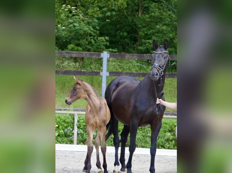 German Sport Horse Stallion Foal (04/2025) 16,1 hh Bay-Dark in Pollitz