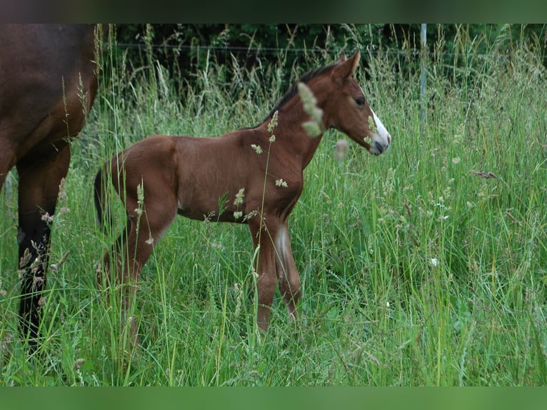 German Sport Horse Stallion  16,1 hh Brown in Altlandsberg