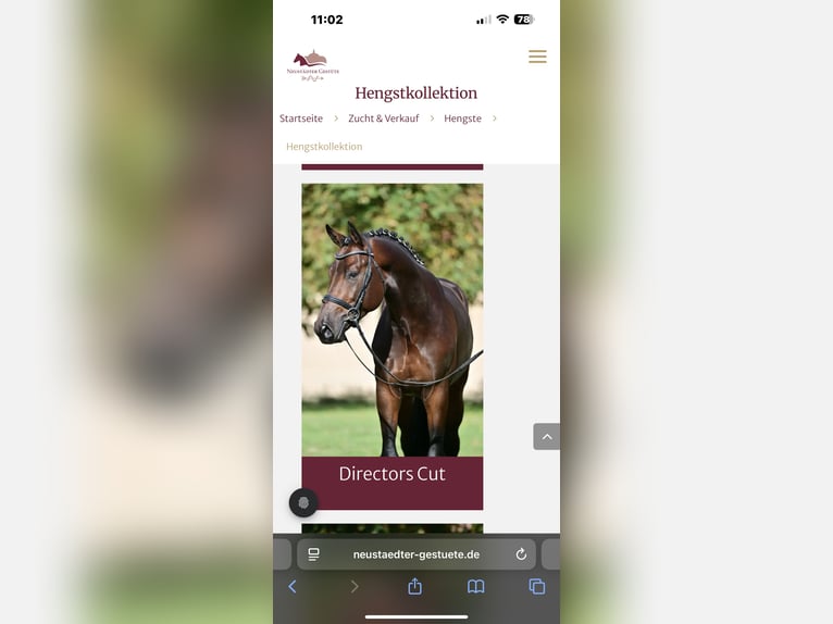 German Sport Horse Stallion  16,1 hh Brown in Altlandsberg
