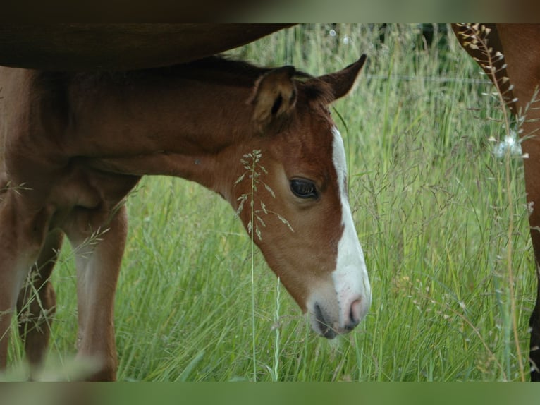 German Sport Horse Stallion  16,1 hh Brown in Altlandsberg