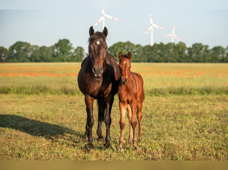 German Sport Horse Stallion Foal (05/2025) 16,1 hh Brown in Lutherstadt Wittenberg