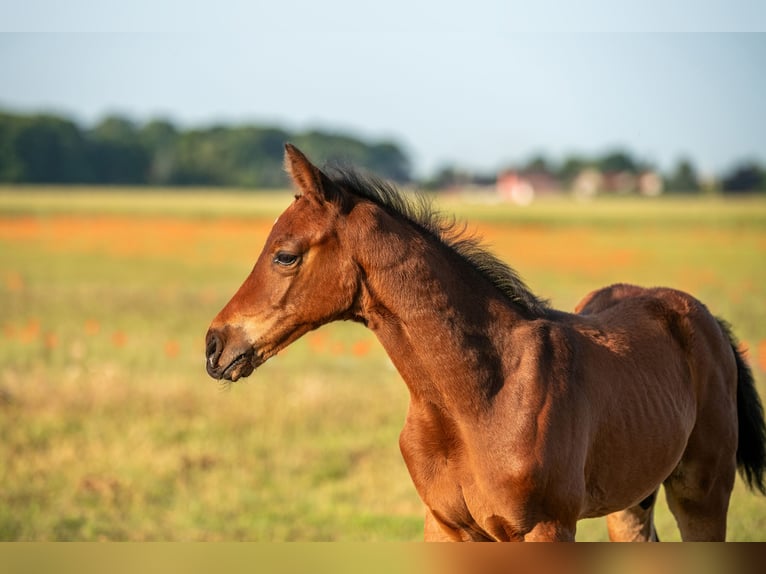 German Sport Horse Stallion Foal (05/2025) 16,1 hh Brown in Lutherstadt Wittenberg