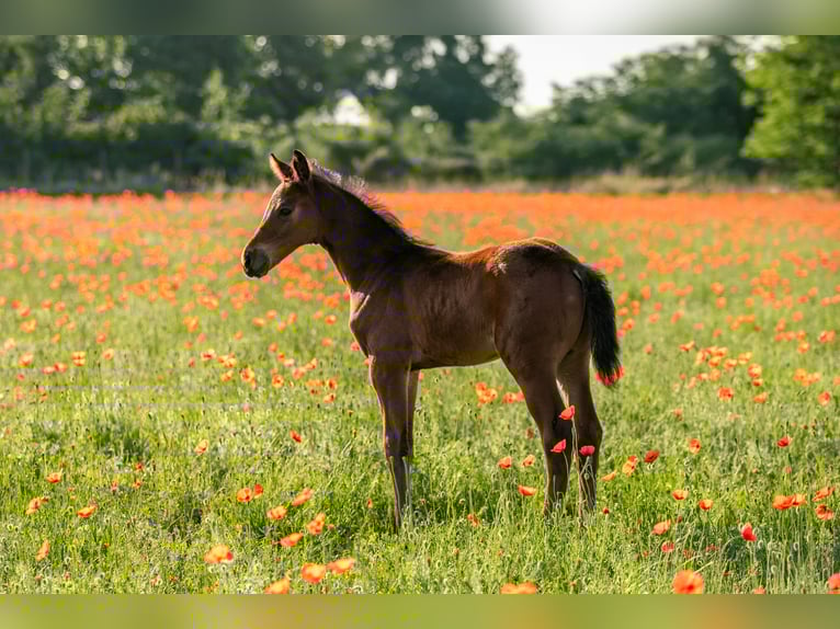 German Sport Horse Stallion Foal (05/2025) 16,1 hh Brown in Lutherstadt Wittenberg