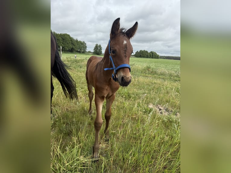 German Sport Horse Stallion Foal (05/2025) 16,1 hh Brown in Lutherstadt Wittenberg