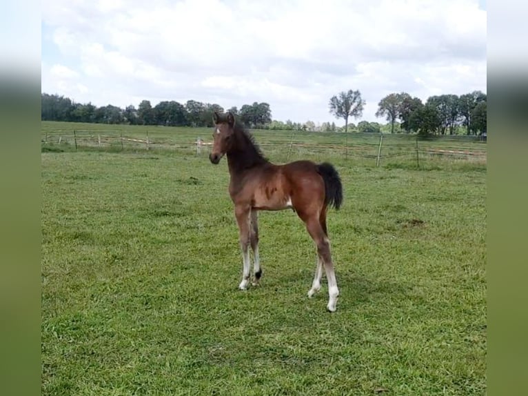 German Sport Horse Stallion  16,1 hh Brown in Perleberg
