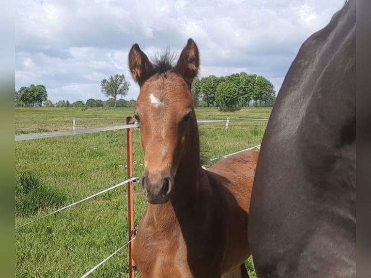 German Sport Horse Stallion  16,1 hh Brown in Perleberg