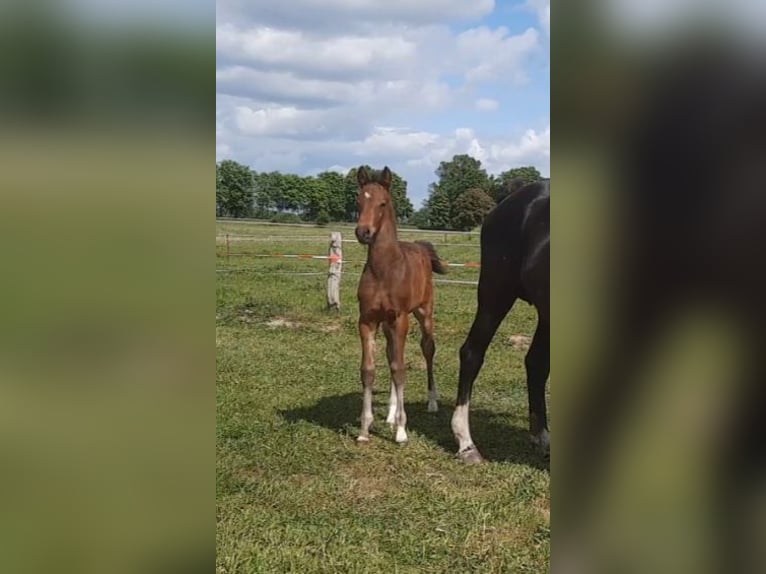 German Sport Horse Stallion  16,1 hh Brown in Perleberg