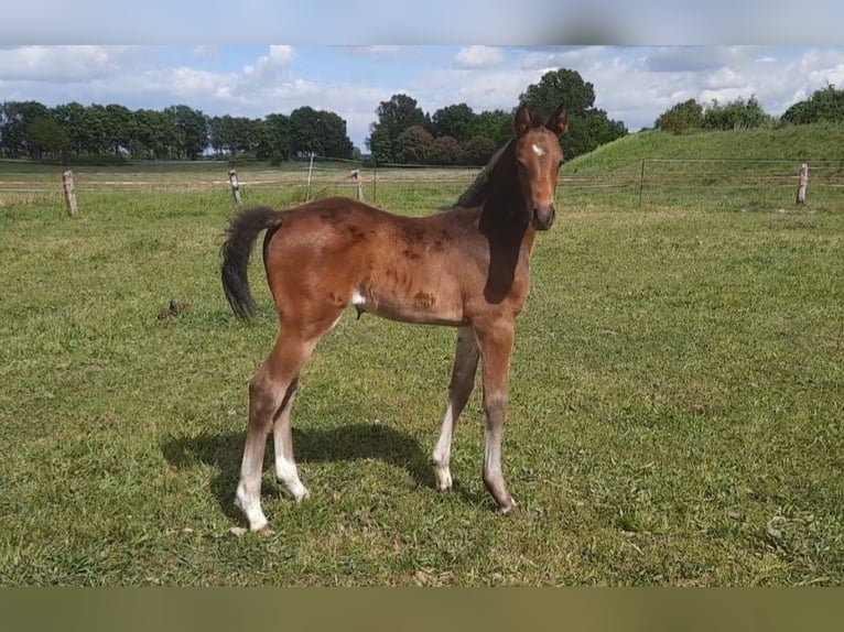 German Sport Horse Stallion  16,1 hh Brown in Perleberg