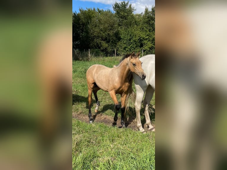 German Sport Horse Stallion Foal (04/2025) 16,1 hh Dun in Rostock
