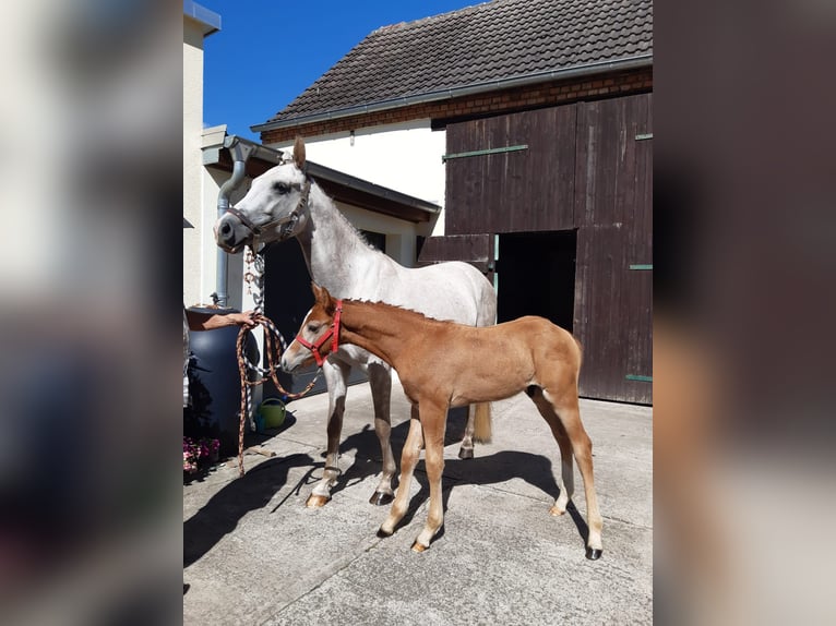 German Sport Horse Stallion Foal (04/2025) 16,1 hh Grey in Loburg
