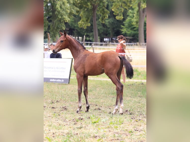 German Sport Horse Stallion Foal (03/2025) 16,2 hh Bay-Dark in Kolkwitz German Sport Horse Stallion Foal (03/2025) 16,2 hh Bay-Dark in Kolkwitz