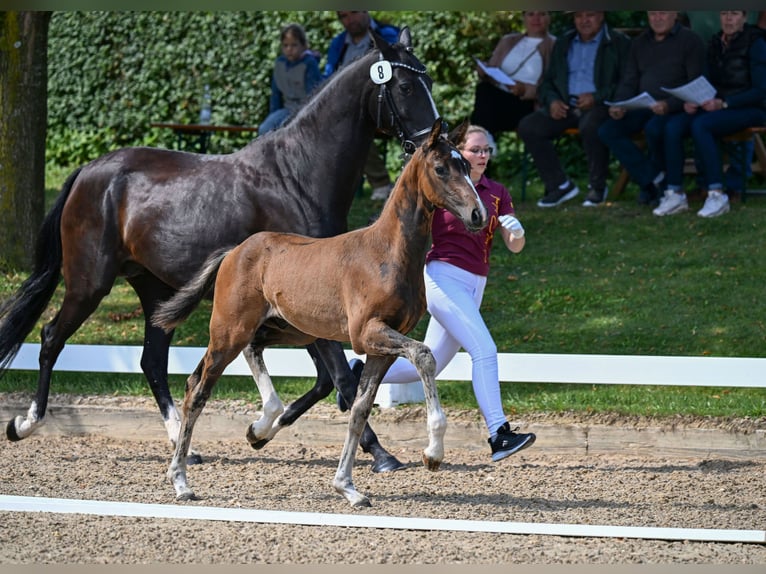 German Sport Horse Stallion Foal (06/2025) 16,2 hh Bay-Dark in Oettingen in Bayern