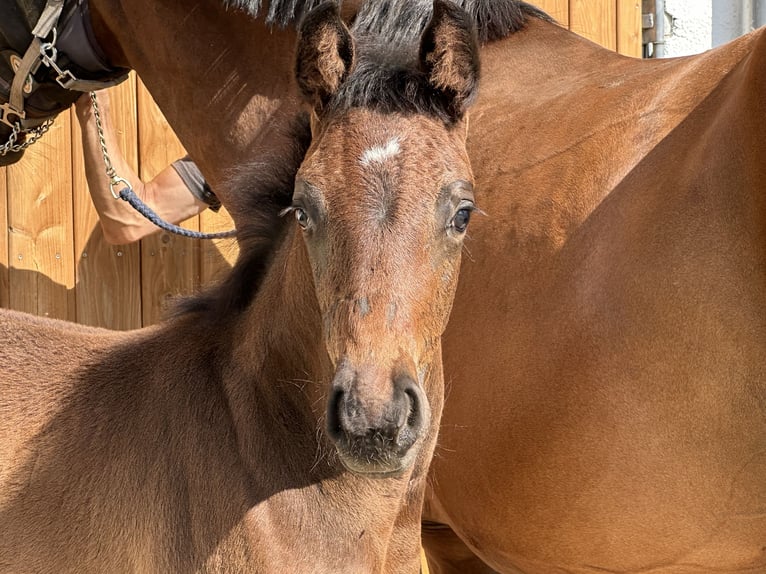 German Sport Horse Stallion Foal (06/2025) 16,2 hh Bay-Dark in Hallbergmoos