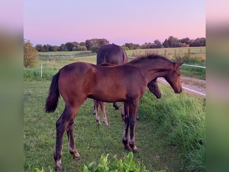 German Sport Horse Stallion Foal (04/2025) 16,2 hh Bay-Dark in Zehdenick