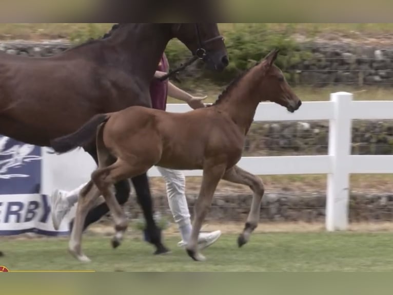 German Sport Horse Stallion  16,2 hh Bay-Dark in Osterhofen