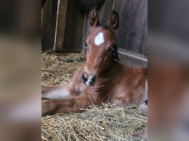 German Sport Horse Stallion  16,2 hh Bay-Dark in Osterhofen