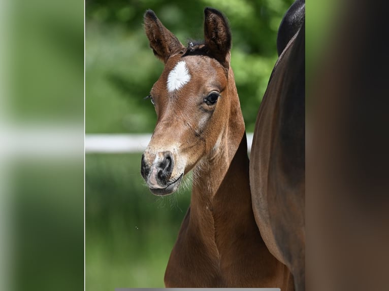 German Sport Horse Stallion  16,2 hh Bay-Dark in Osterhofen