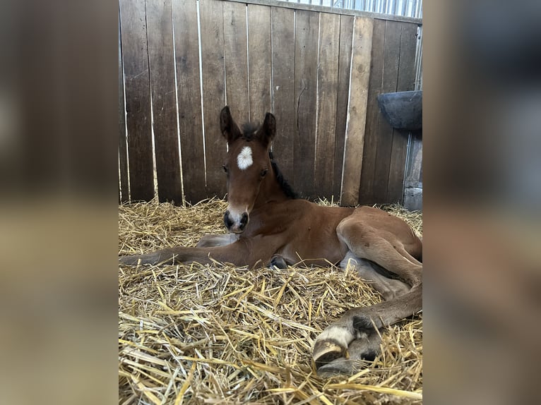 German Sport Horse Stallion  16,2 hh Bay-Dark in Osterhofen