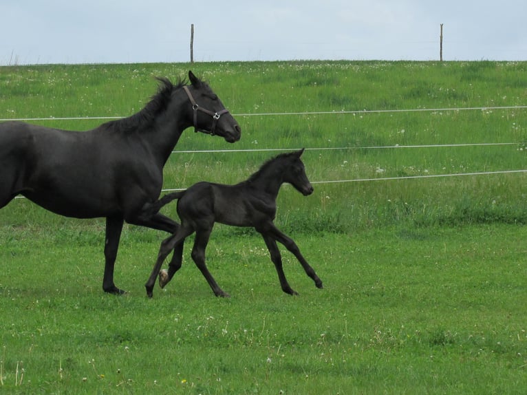 German Sport Horse Stallion  16,2 hh Black in Querfurt