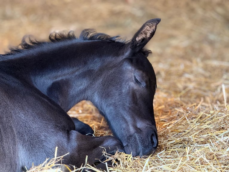 German Sport Horse Stallion  16,2 hh Black in Querfurt